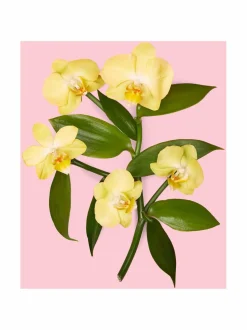 Naiset-Gucci Flora Gorgeous Orchid EdP -tuoksu